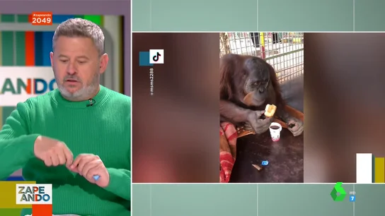 orangutan orangutan