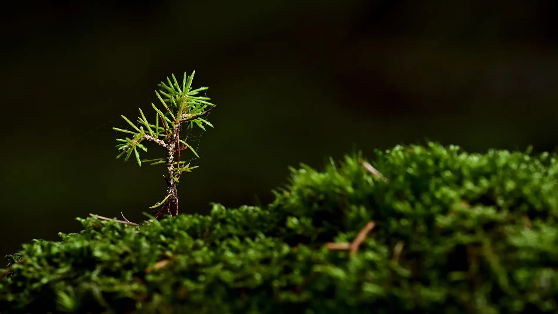 Un árbol brota entre el musgo