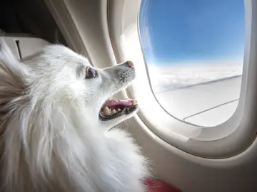 Perro viajando en avión