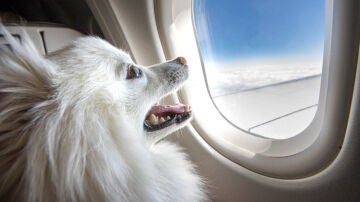 Perro viajando en avi&oacute;n