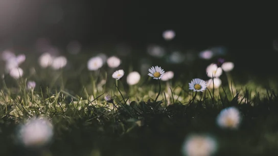¿Cuándo empieza la primavera en España y en el resto del mundo? ¿Cuándo empieza la primavera en España y en el resto del mundo?