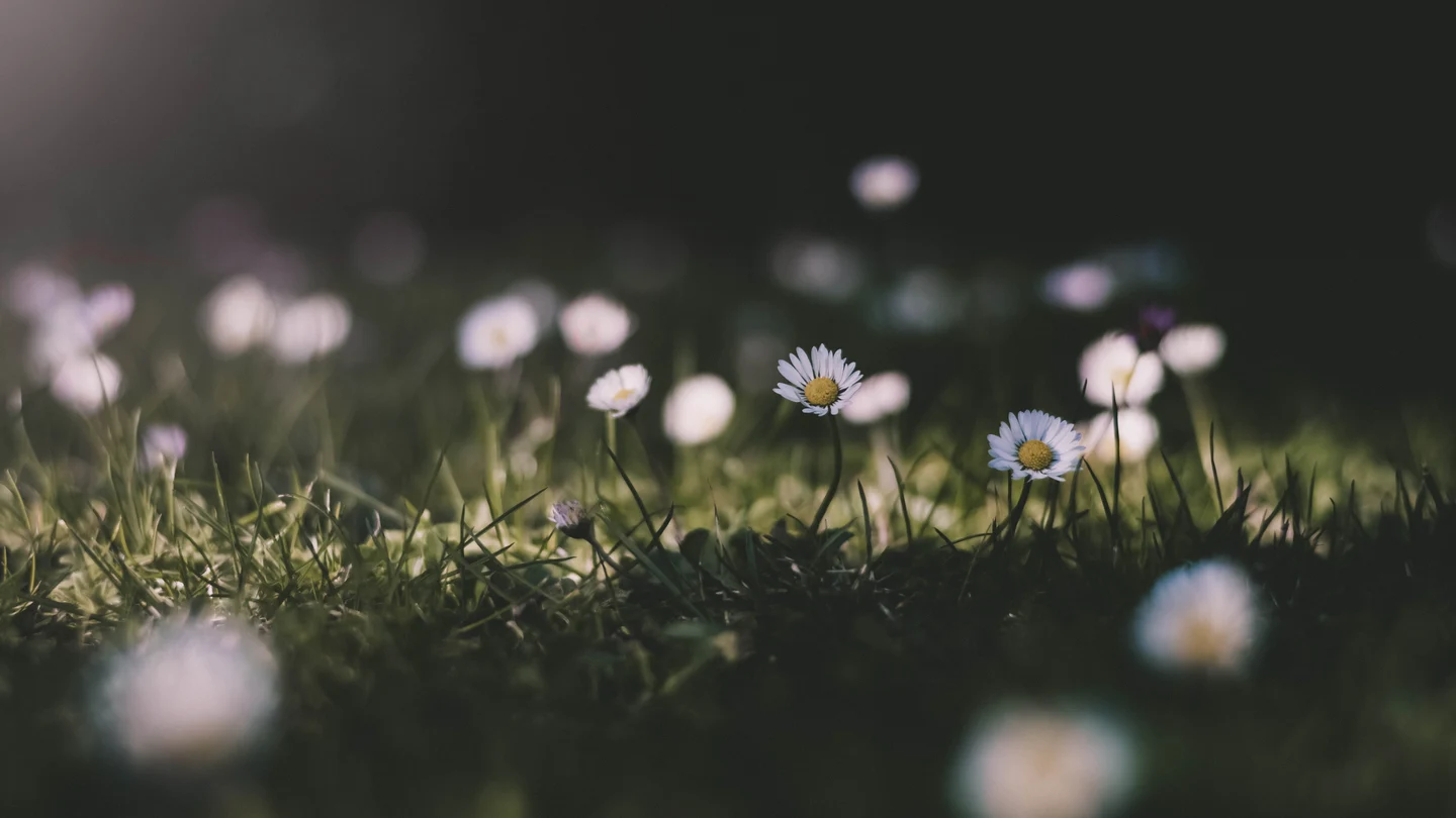 ¿Cuándo empieza la primavera en España y en el resto del mundo? ¿Cuándo empieza la primavera en España y en el resto del mundo?