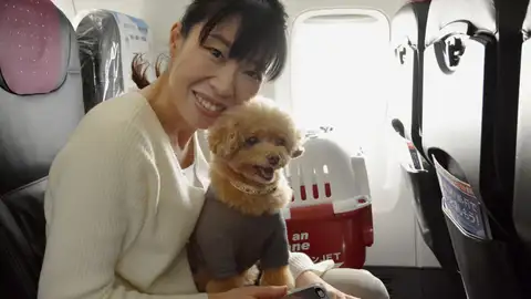 Perro viajando en un avión Perro viajando en un avión