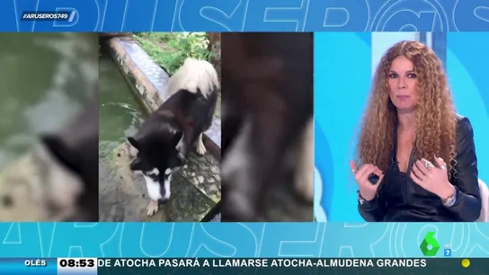 Husky salva perro Husky salva perro