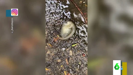 Extraña especie en Australia Extraña especie en Australia