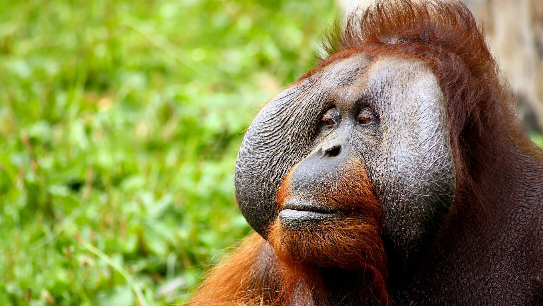 Un orangután macho