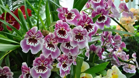 Orquídeas Orquídeas