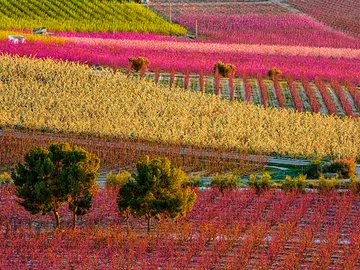 Murcia florece en primavera, te contamos dónde y cuándo ir para disfrutarla Murcia florece en primavera, te contamos dónde y cuándo ir para disfrutarla