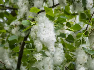 Se preven niveles de polen altos durante la primavera pero un verano con valores normales Se preven niveles de polen altos durante la primavera pero un verano con valores normales