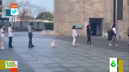 video perro video perro