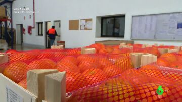 Comprar 15 kilos de naranjas directamente al agricultor con lo que cuesta uno en la tienda: la enorme desproporción del precio del sector