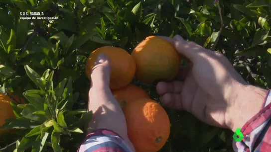 La naranja, un cultivo en peligro: "La cosecha da para malvivir" La naranja, un cultivo en peligro: "La cosecha da para malvivir"