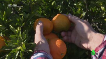 La naranja, un cultivo en peligro: "La cosecha da para malvivir"