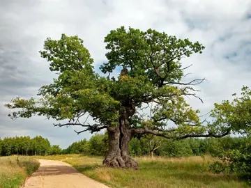 El roble Dunin, de Polonia, gana el premio al 'Árbol Europeo del Año 2022' El roble Dunin, de Polonia, gana el premio al 'Árbol Europeo del Año 2022'