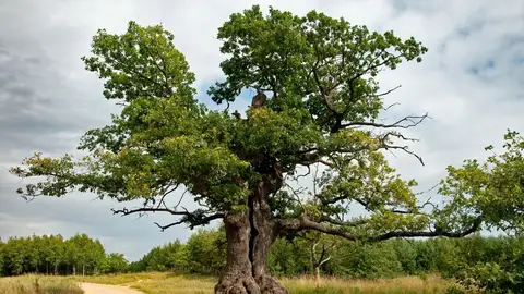 El roble Dunin, de Polonia, gana el premio al 'Árbol Europeo del Año 2022' El roble Dunin, de Polonia, gana el premio al 'Árbol Europeo del Año 2022'