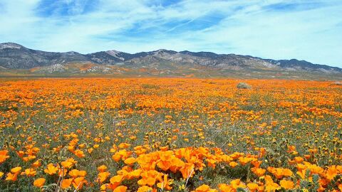 Amapola dorada. California