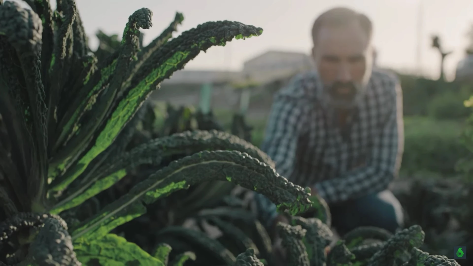 Rafa Mongue, agricultor de navazo