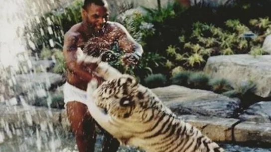 Mike Tyson y su tigre de Bengala Mike Tyson y su tigre de Bengala