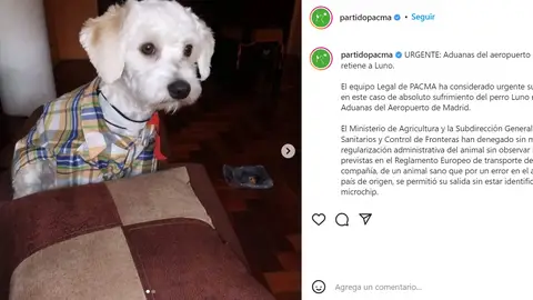 Luno, el perro atrapado en Barajas Luno, el perro atrapado en Barajas