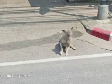 ¿Por qué Google pixela la cara de los perros en Street View? ¿Por qué Google pixela la cara de los perros en Street View?