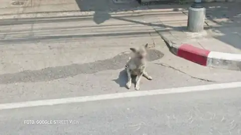 ¿Por qué Google pixela la cara de los perros en Street View? ¿Por qué Google pixela la cara de los perros en Street View?