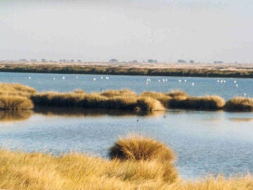 Humedales en Doñana
