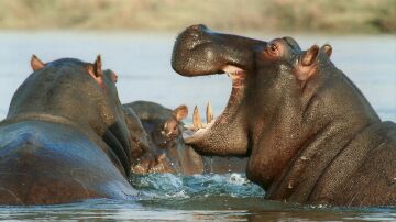 Imagen de archivo de hipopótamos