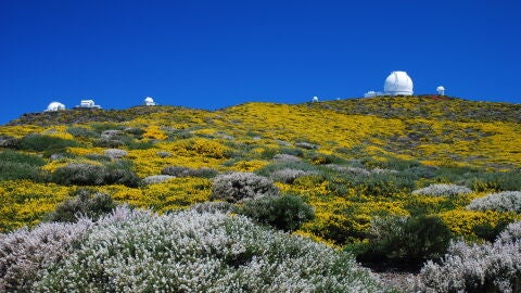 La Palma en Flor