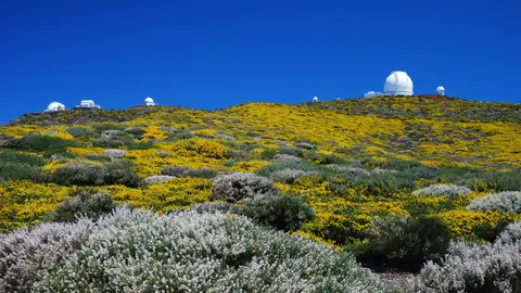 La Palma en Flor La Palma en Flor