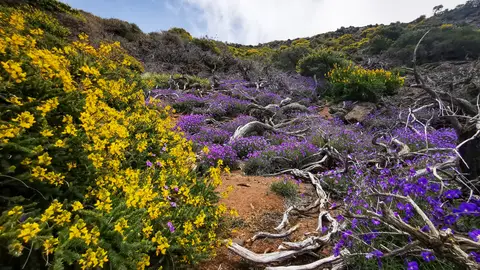 Floración. La Palma Floración. La Palma