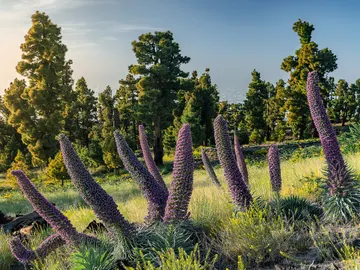 Los tajinastes florecen de nuevo en La Palma Los tajinastes florecen de nuevo en La Palma