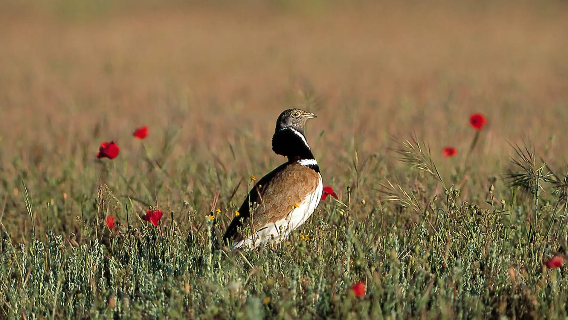 Un nuevo atlas de la avifauna iberica alerta sobre la perdida de biodiversidad