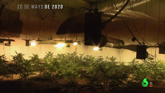 Plantas de marihuana valoradas en 300.000 euros y un enorme vestidor con prendas de lujo: esto fue lo que encontró la Guardia Civil en un registro en casa de 'El Patrón' Plantas de marihuana valoradas en 300.000 euros y un enorme vestidor con prendas de lujo: esto fue lo que encontró la Guardia Civil en un registro en casa de 'El Patrón'