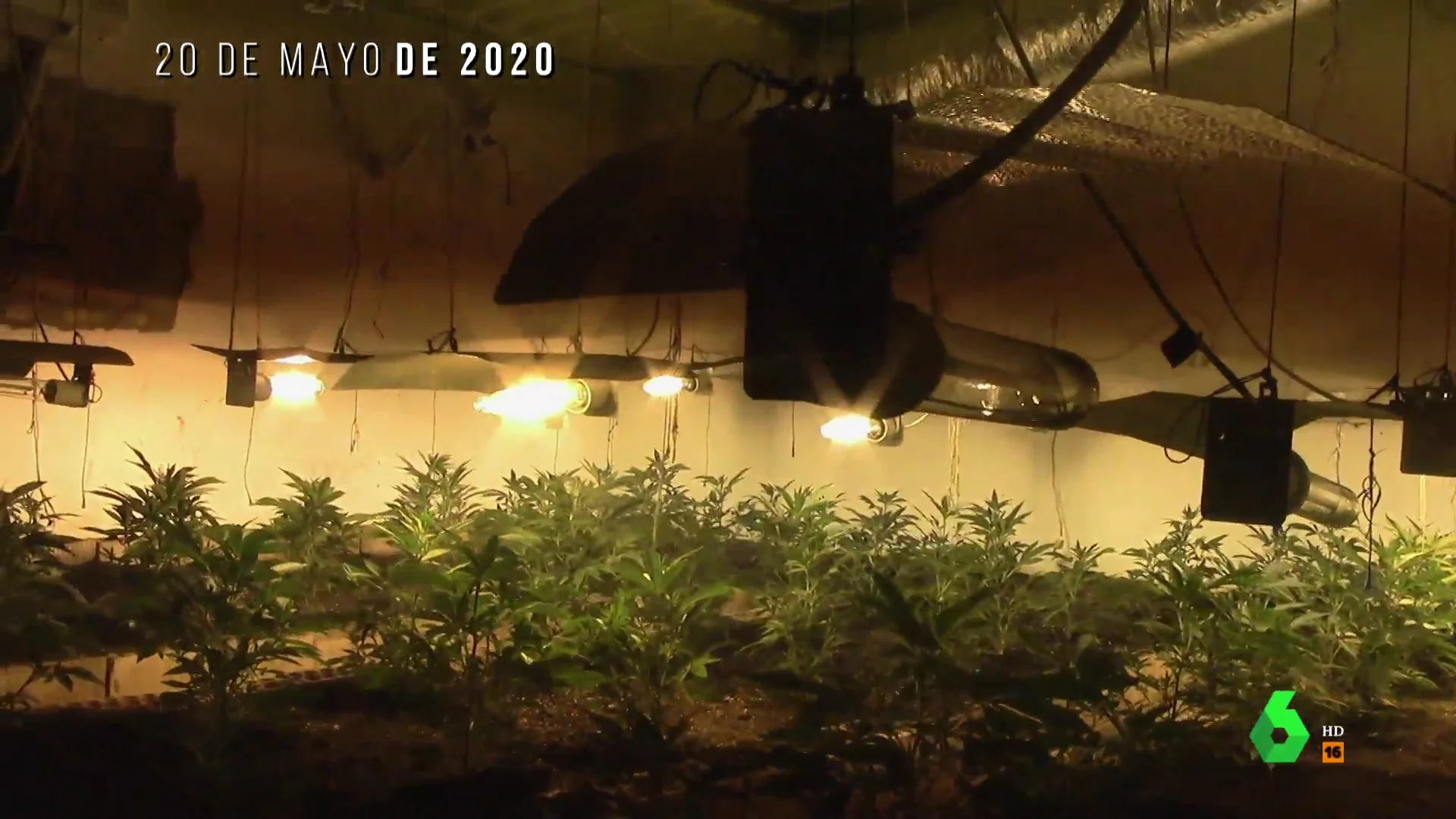 Plantas de marihuana valoradas en 300.000 euros y un enorme vestidor con prendas de lujo: esto fue lo que encontró la Guardia Civil en un registro en casa de 'El Patrón'