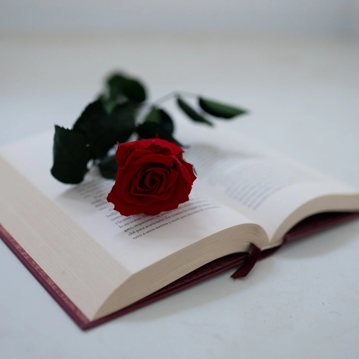 Por qué se regala un libro y una rosa en Cataluña el 23 de abril Día de San  Jorge