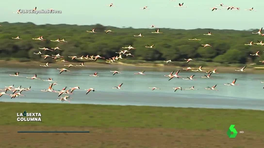 doñana doñana