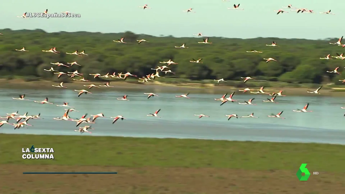 doñana doñana