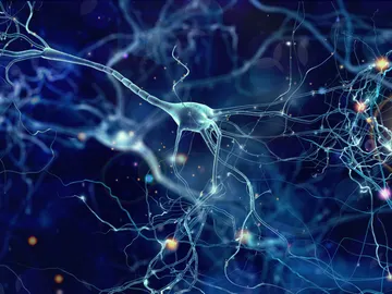 Neuronas Neuronas
