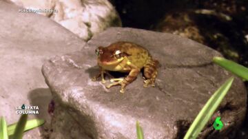 "Me niego a que me quiten el agua para que la beba la rana": el argumento de un regante en plena sequía y la respuesta de la ciencia