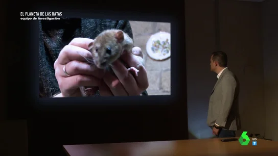 "Las ratas no son animales domésticos, transmiten enfermedades": la advertencia de la Asociación Nacional de Empresas de Control de Plagas "Las ratas no son animales domésticos, transmiten enfermedades": la advertencia de la Asociación Nacional de Empresas de Control de Plagas