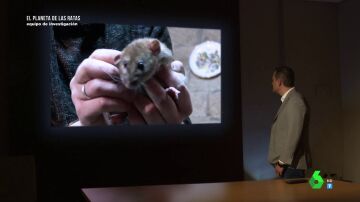 "Las ratas no son animales domésticos, transmiten enfermedades": la advertencia de la Asociación Nacional de Empresas de Control de Plagas