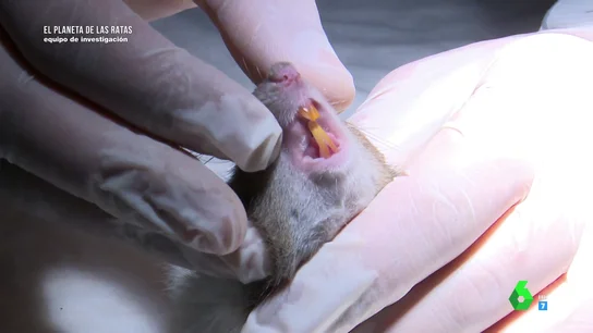 Las ratas, grandes supervivientes gracias a su propio cuerpo: saltan hasta 60 centímetros y sus dientes crecen continuamente Las ratas, grandes supervivientes gracias a su propio cuerpo: saltan hasta 60 centímetros y sus dientes crecen continuamente