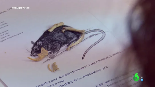 El inesperado hallazgo arqueológico del siglo XV en excavaciones de Sevilla: "Las ratas siempre buscan alimentarse" El inesperado hallazgo arqueológico del siglo XV en excavaciones de Sevilla: "Las ratas siempre buscan alimentarse"