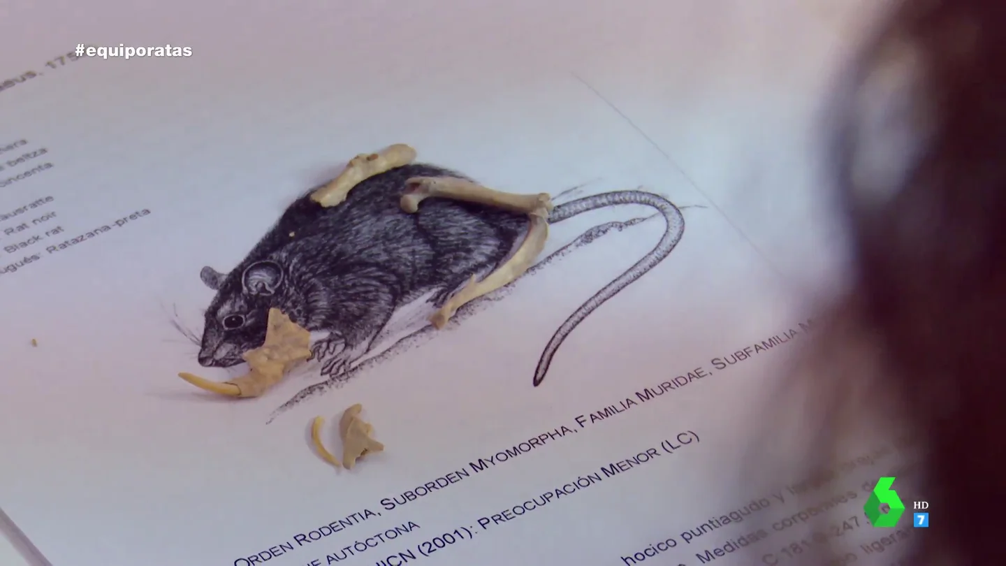 El inesperado hallazgo arqueológico del siglo XV en excavaciones de Sevilla: "Las ratas siempre buscan alimentarse" El inesperado hallazgo arqueológico del siglo XV en excavaciones de Sevilla: "Las ratas siempre buscan alimentarse"