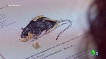 El inesperado hallazgo arqueológico del siglo XV en excavaciones de Sevilla: "Las ratas siempre buscan alimentarse"