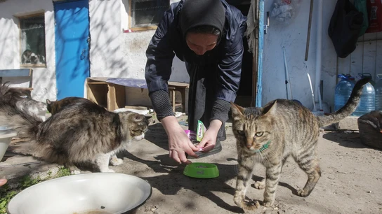 Una mujer alimenta a unos gatos en Odesa Una mujer alimenta a unos gatos en Odesa