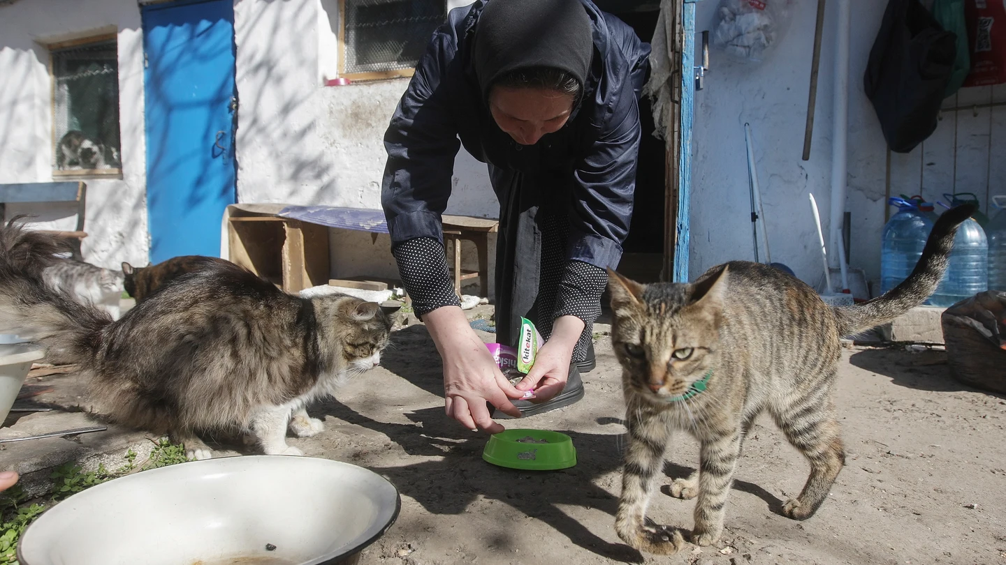 Una mujer alimenta a unos gatos en Odesa Una mujer alimenta a unos gatos en Odesa