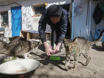 Una mujer alimenta a unos gatos en Odesa
