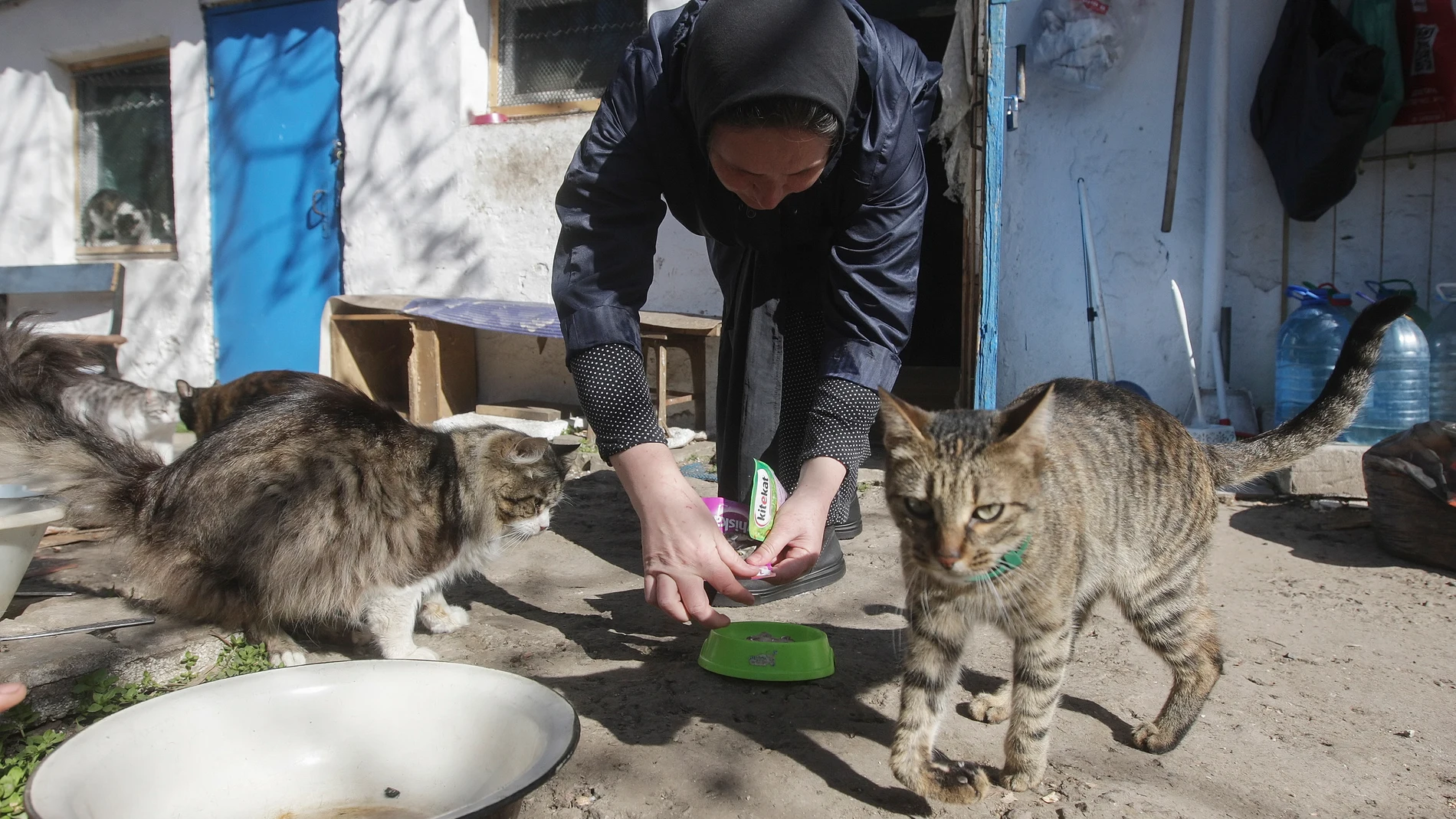 Una mujer alimenta a unos gatos en Odesa