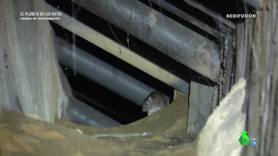 El rastro de las ratas en Madrid se extiende por 4.500 kilómetros de galerías, túneles y canales El rastro de las ratas en Madrid se extiende por 4.500 kilómetros de galerías, túneles y canales